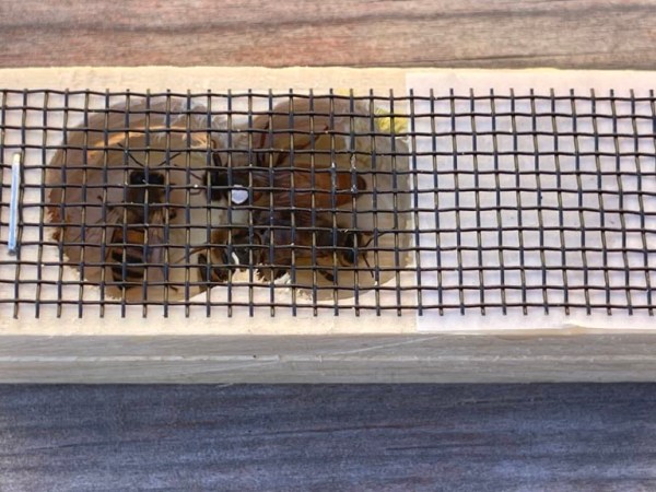 Heart of the&nbsp;Colony